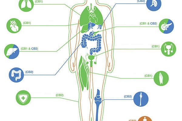Endocannabinoid System des Menschen und seine Wirkung